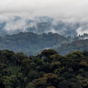 Destination Nyungwe-National-Park- Rwanda Primates safaris
