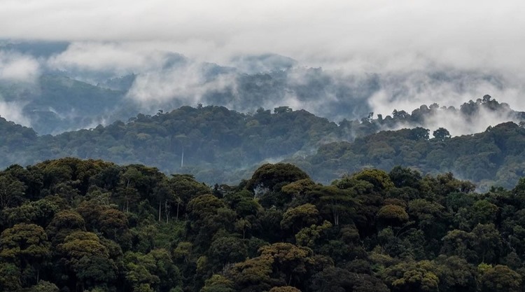 Destination Nyungwe-National-Park- Rwanda Primates safaris