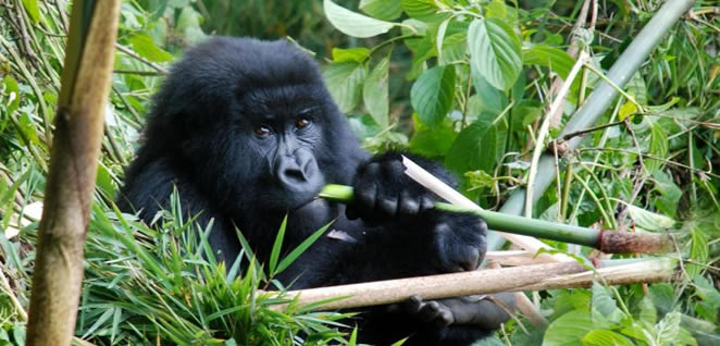 Gorilla tours - Rwanda and Uganda