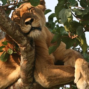 Queen Elizabeth National Park in Uganda