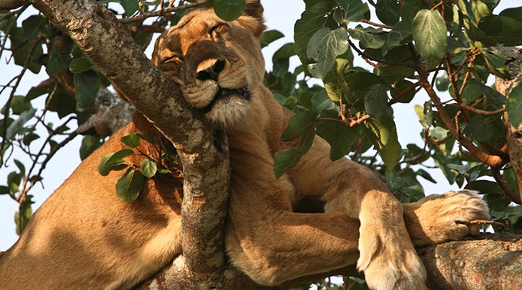 Queen Elizabeth National Park in Uganda