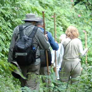 Self-drive Safaris and Nature walks