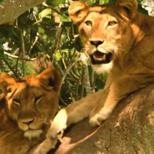 Uganda Wildlife Safaris