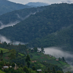 Up-Here-On-the-way-to-gorillas-in-bwindi-National-Park