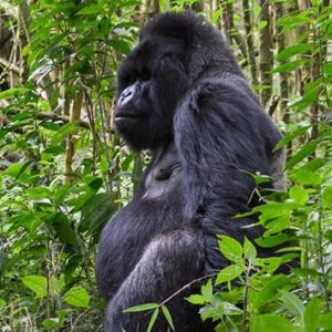 Volcanoes-National-Park-Gorilla safaris