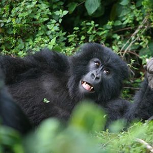 Wild-Gorilla tours and Self drive Safaris