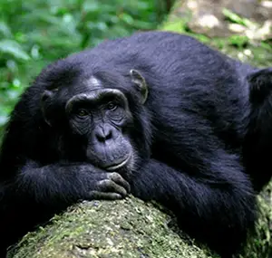 chimpanzee safari destinations in Rwanda and Uganda