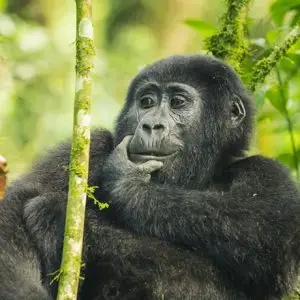 Gorilla Tours Uganda