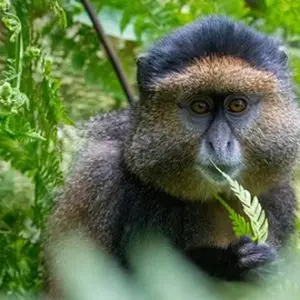 Primates Safaris Rwanda and Uganda