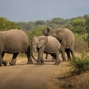 Uganda Safaris and Self drive Tours