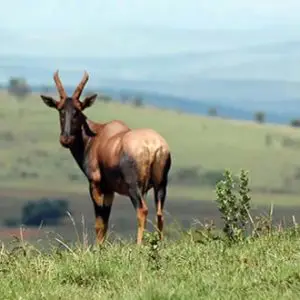 WildlifeGame-Drive and self drive Safaris