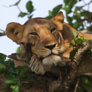 Ishasha Wildlife Tours in Uganda