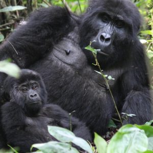 Kigali Car hire - one way Rentals and Gorilla Tours