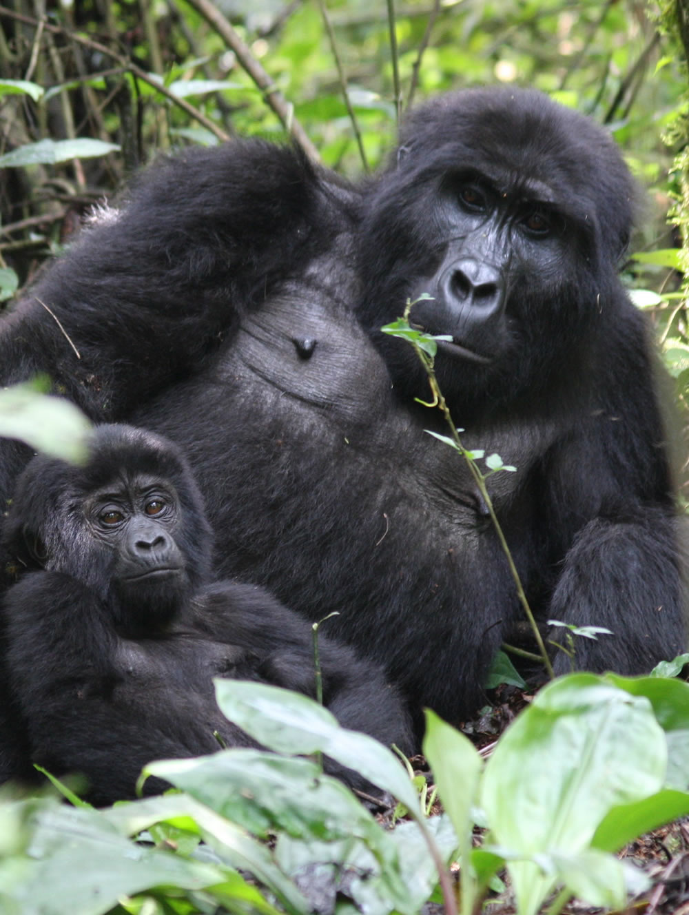 Kigali Car hire - one way Rentals and Gorilla Tours