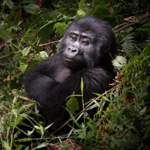 Uganda Mountain Gorillas