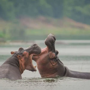 Other Safari destinations include Queen Elizabeth National Park in Uganda,