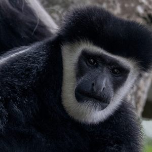 Black and White Colobus Monkey