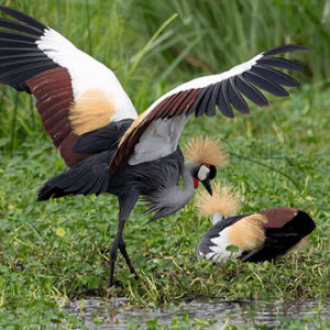 Grey Crowned Crane - rwanda safaris and self drive tours