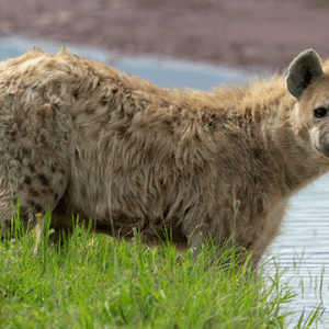 Hyenas in Akagera