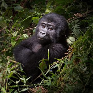 Mountain Gorilla Tours - Rwanda and Uganda