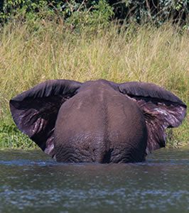 Wildlife safaris and Self drive Tours