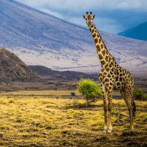 4x4 Tanzania self drive tours