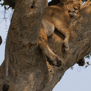 4x4 self drive safaris - Wildlife trips in Uganda