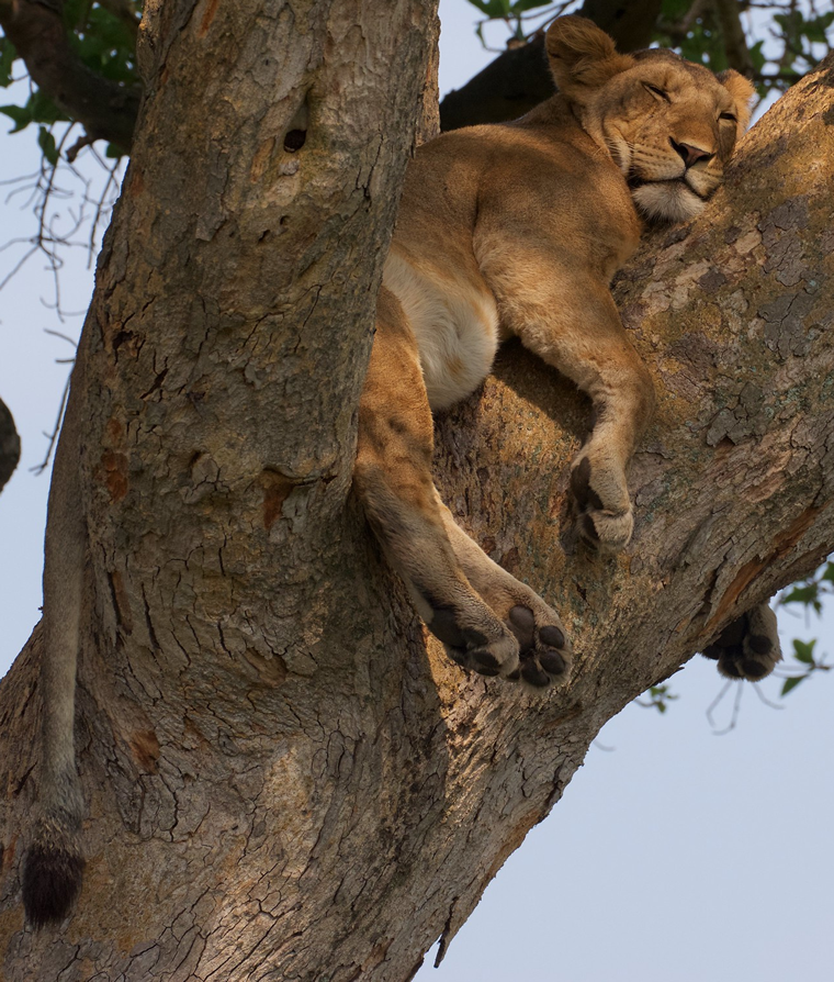 4x4 self drive safaris - Wildlife trips in Uganda