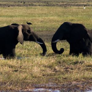 Akagera safaris Rwanda