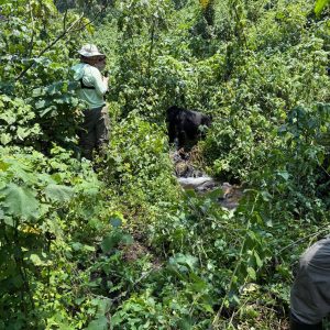 Mountain Gorilla Trekking Trips in Bwindi