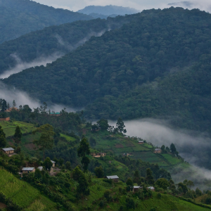 Up Here On the way to gorillas in bwindi National Park