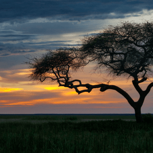 Akagera national park has successfully reintroduced lions, African wild dogs, and rhinos, making it one of Africa’s most dynamic conservation success stories.