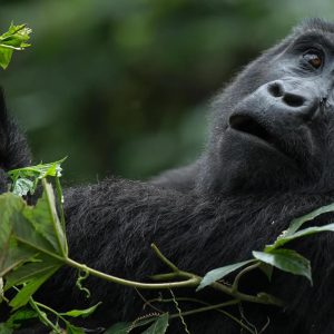 For travelers planning a self-drive gorilla trekking safari in Rwanda, Volcanoes National Park is the primary and most accessible destination.