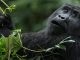 For travelers planning a self-drive gorilla trekking safari in Rwanda, Volcanoes National Park is the primary and most accessible destination.