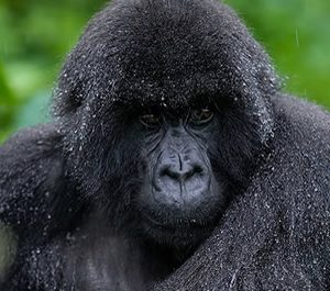 Volcanoes Gorilla Trekking Safaris in Rwanda