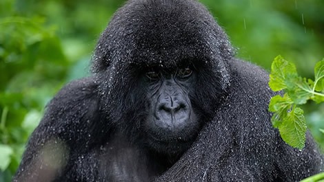 Volcanoes Gorilla Trekking Safaris in Rwanda
