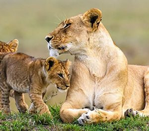 wildlife safaris Rwanda