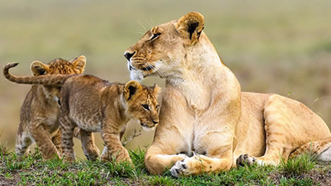 wildlife safaris Rwanda