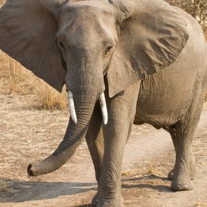 Queen Elizabeth National Park is situated in the northwestern region of Bwindi National Park.