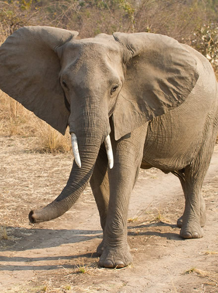 11 Days Rwanda Self drive tour