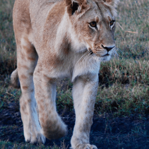 Big Five Game Drives: Self-drive or guided game drives through diverse ecosystems to spot lions, leopards, rhinos, elephants, and cape buffalo.