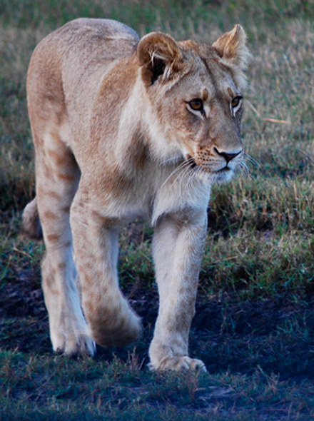 15 Days best of Rwanda