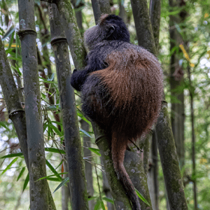 Nyungwe offers a distinct wildlife safari experience centered on primate trekking and avian diversity. Located in southwestern Rwanda
