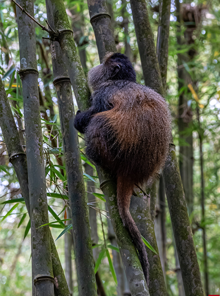 3 Days Golden Monkey Volcanoes National Park