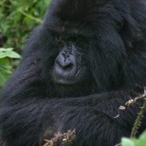 Rent a car and visit Volcanoes national Park - Volcanoes National Park, located in northwestern Rwanda just 2-3 hours’ drive from Kigali, is home to approximately half of the worlds remaining mountain gorillas.