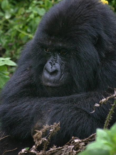 7 Days Rwanda Gorilla trek & Lake Kivu