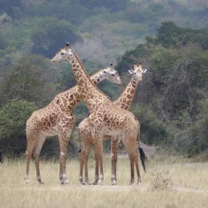 Akagera National Park covers 1,122 km² along Rwanda’s eastern border with Tanzania, making it the largest protected wetland in Eastern and Central Africa. The park is named after the Kagera River, which traces its eastern boundary before feeding into Lake Ihema and a chain of smaller lakes
