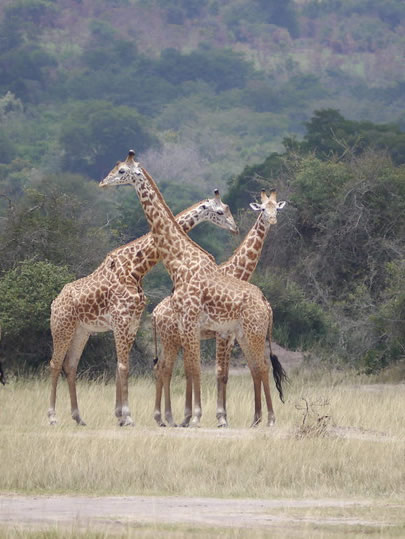Akagera National Park covers 1,122 km² along Rwanda’s eastern border with Tanzania, making it the largest protected wetland in Eastern and Central Africa. The park is named after the Kagera River, which traces its eastern boundary before feeding into Lake Ihema and a chain of smaller lakes