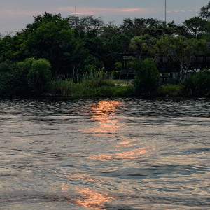 A boat cruise on Lake Ihema is an unmissable experience on any Akagera camping or self-drive trip. The lake is home to one of the highest concentrations of hippos in Africa, and cruises regularly pass within metres of wallowing pods.
