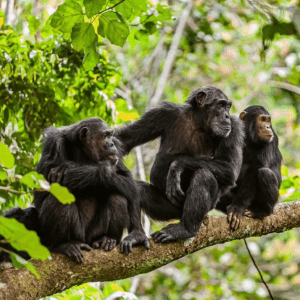 Chimps in Giswati Mukula National Park
